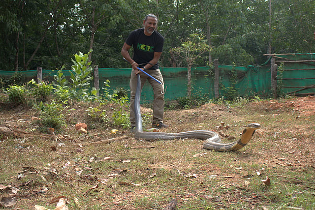 Rare 15 foot long King Cobra Rescued Near Agumbe In Karnataka rare-15-foot-long-king-cobra-rescued-near-agumbe-in-karnataka