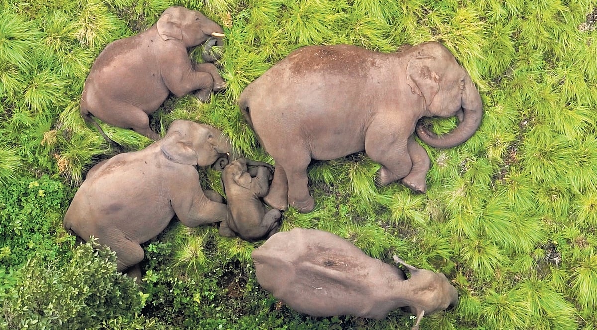Elephant corridor draft includes 57 villages, unacceptable: Tamil Nadu ...