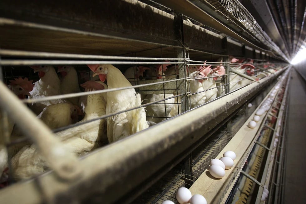 4.2 Million Chickens to be Culled