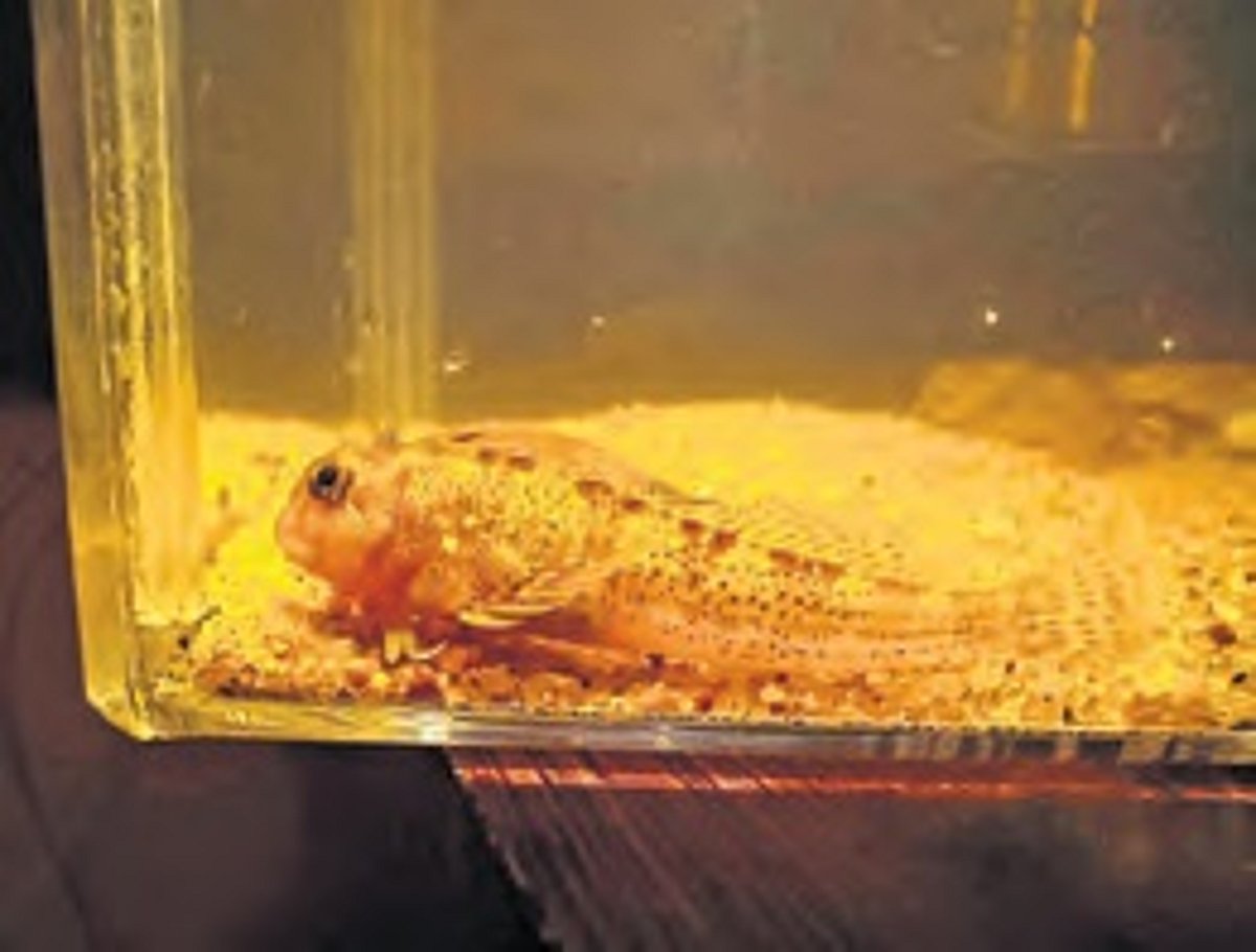 11 new fish species found along Andhra Pradesh coast