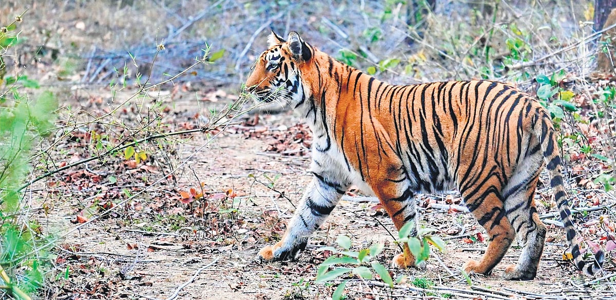 Unfazed by tourists, masters of the jungle
