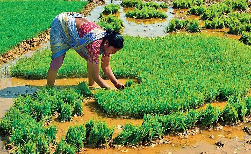 Odisha to fork out Rs 6,300 crore per annum for paddy bonus