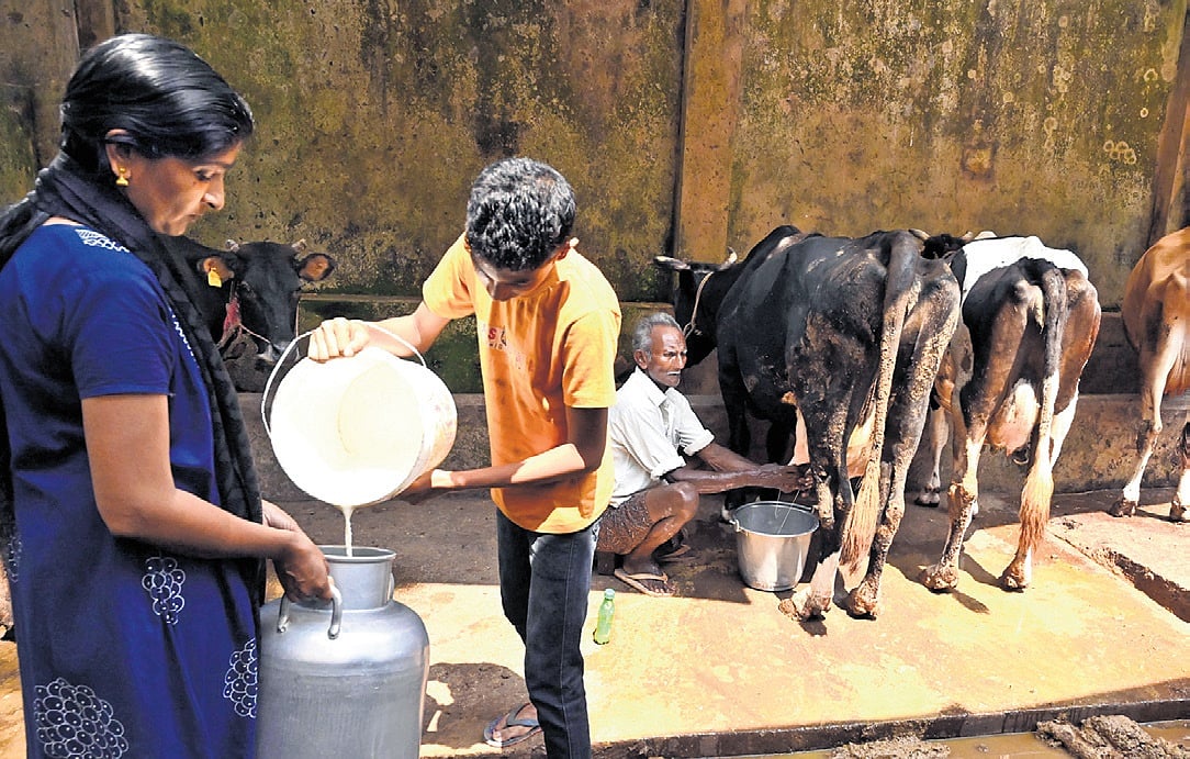 Arokya’s full cream milk price cut by Rs 3 per litre, Aavin still cheapest