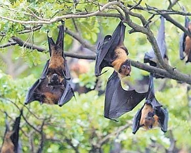 Experts cite bat habitats, environmental factors as reasons for ...