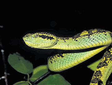 Kerala faces rising snake bite threat, demand grows for viper anti-venom