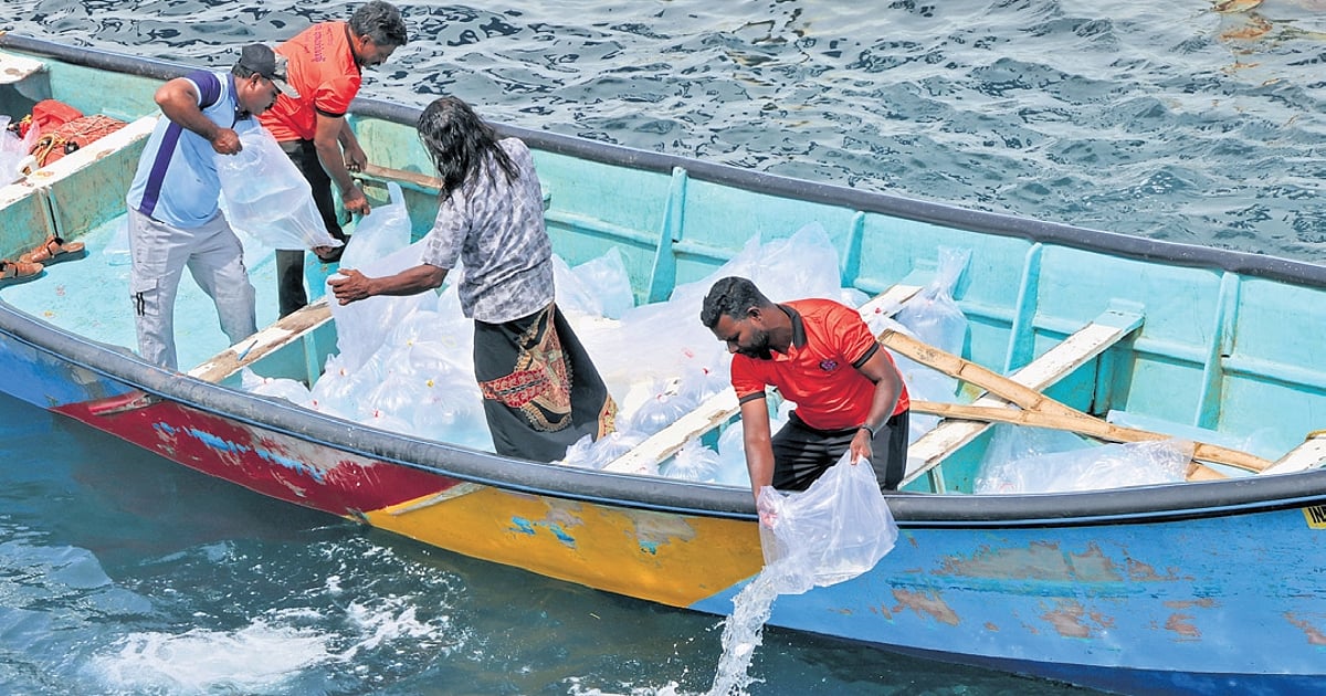 Sea ranching project: 20,000 fish seeds released off Vizhinjam coast