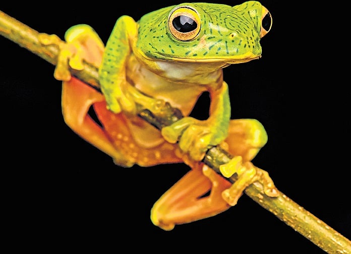 Ribbit, ribbit...