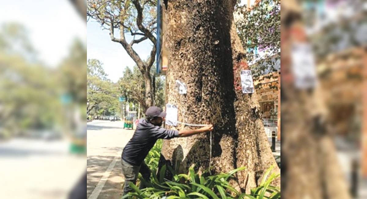 Need tree census in Delhi, authority to verify tree officer’s work: SC