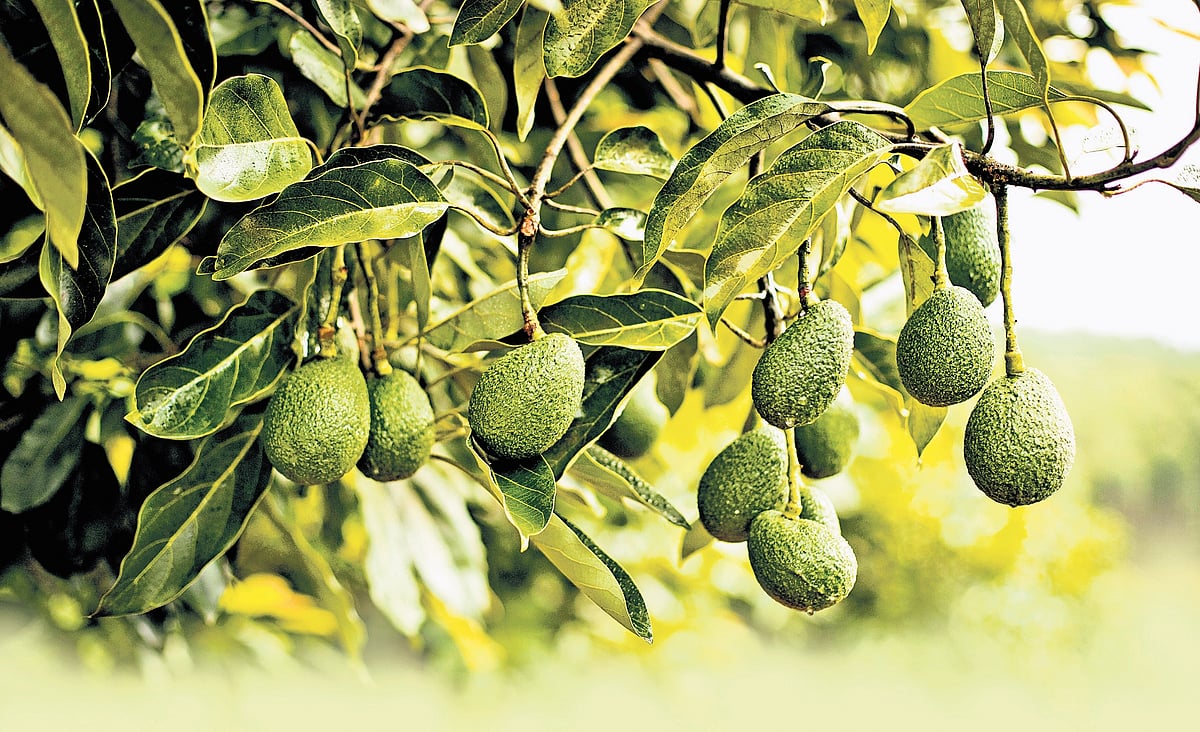 Coffee, Coorg and avocado