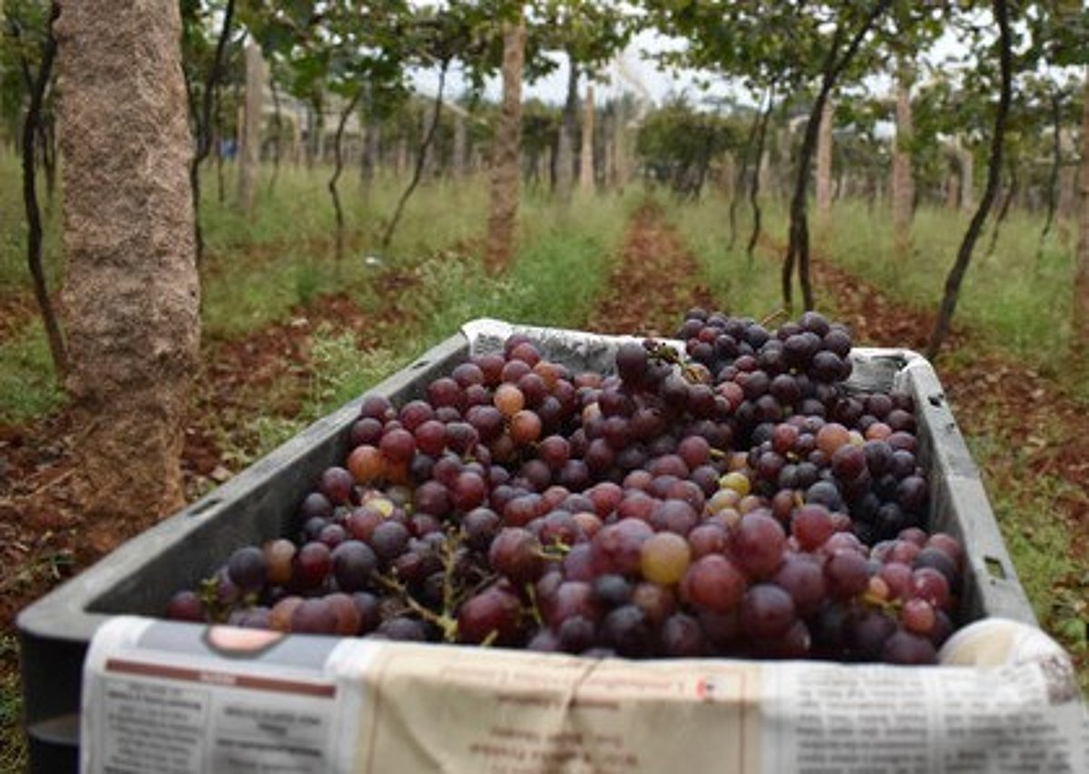 Grape Split Defects Heavy rains cause widespread 'fruit splitting' in 600 acres of grape ...