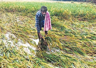 Tamil Nadu: Rain sinks 50,000 hectares of samba in coastal delta