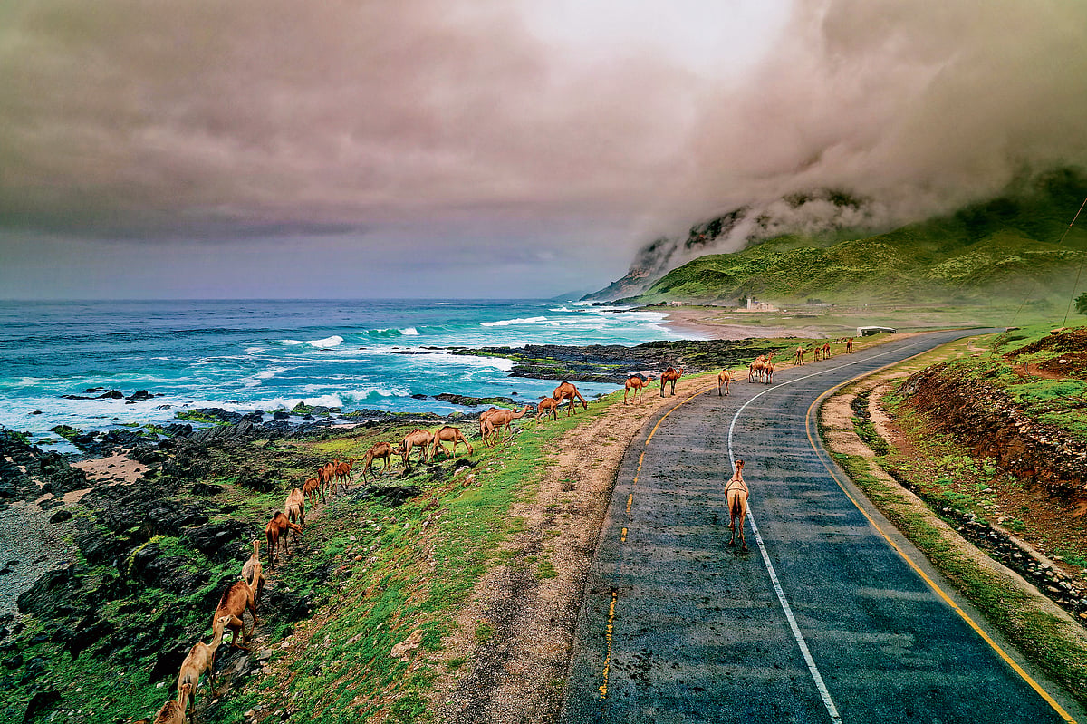 The Sounds and Scents of Salalah