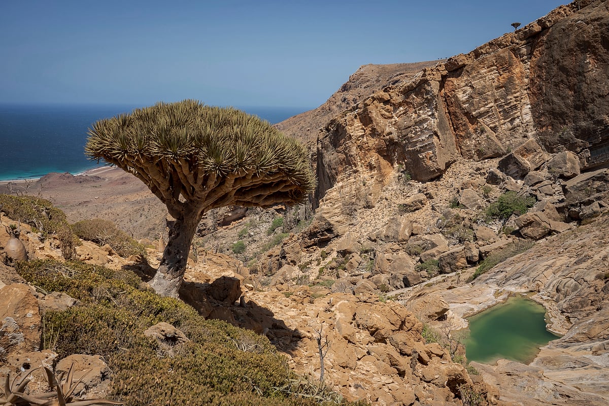 These trees exist in only one place on Earth — Now climate change and goats threaten their survival