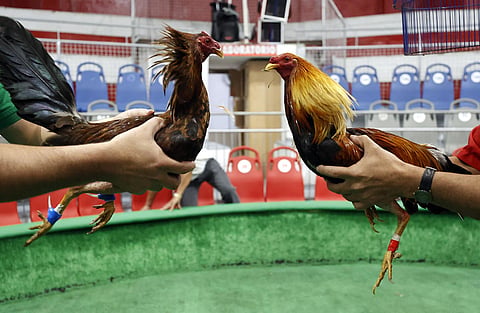 Unstoppable Sankranti: Coastal Andhra Decked Up for Cockfights