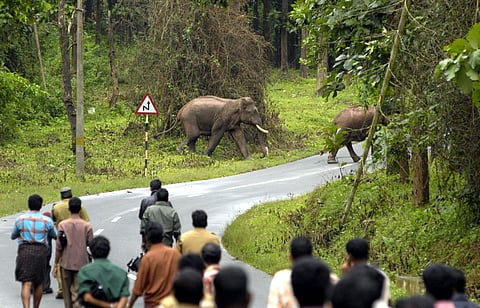 Kerala Witnesses Another Human-Wildlife Conflict