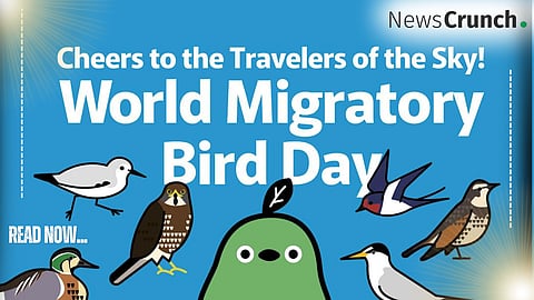 Feathered Travellers: Exploring the World of Migratory Birds