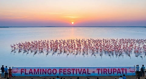 Flamingos Return to Pulicat Lake Near Tirupati