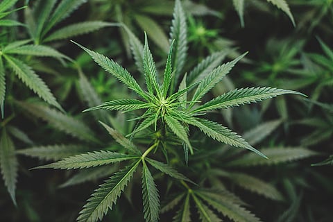 Individuals interested in growing cannabis will find they have multiple grow mediums to choose from. (Pixabay)