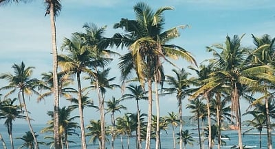 Coconut (IANS)