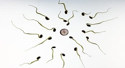 Artificial eggs (IANS)