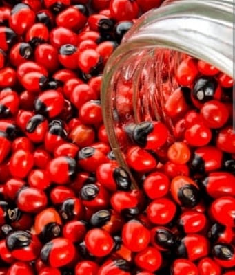 The toxin Abrin is a poison that is like viper snake venom that causes illness by getting inside the cells of a person's body and preventing the cells from making the protein they need. Without the protein, the cells die and eventually, it affects the whole body and the person dies. (IANS)