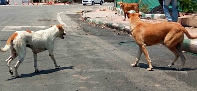The baby was recovered and found dead. The police are not sure whether the baby was killed by the stray dog. The post-mortem has shown that it was a premature delivery.