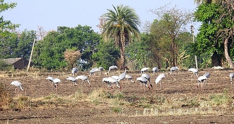 To modifying the wetlands, the forest department will create awareness of the importance of the bird and sensitise people on their conservation. (IANS)