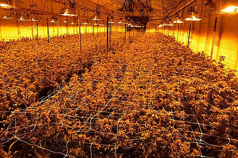 Cannabis is now legal in more countries than ever before, and people have a much more accepting attitude toward it — which has been great news for all of the cannabis businesses out there. (Wikimedia Commons)