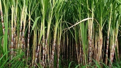 Sugarcane to produce alcohol:- The government on Friday decided to give more flexibility to sugar mills by allowing them to use both sugarcane juice and B-heavy molasses to produce ethyl alcohol[IANS]