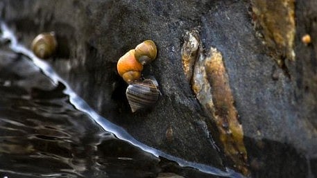 Evolutionary change:- Significant evolutionary changes happen gradually as opposed to in dramatic ‘monster’ steps, biologists have discovered, answering the long-debated question as to how game-changing innovations like flight, vision, and the bearing of live offspring came to be.[NewsWise]