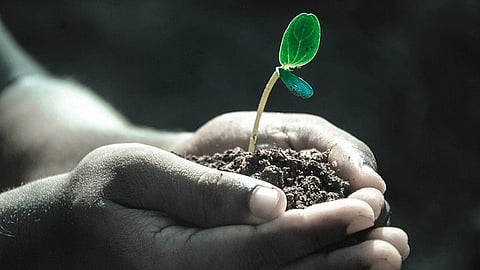 Be Kin With the Plant Inhabitant: Emerging from the discourse of environmental humanities, plant humanities debuted at Dumbarton Oaks in 2018 as an interdisciplinary field. [Pixabay]