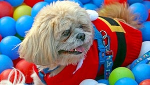 Healthy Brains: For the growing number of older adults who live alone, having a pet such as a dog or cat by their side could help them maintain a healthy brain, a new study has said.[IANS]