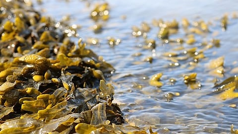 Sustainable Transition:- Interest in the seaweed industry is growing rapidly across Europe, and seaweed farming is viewed as a forerunner of a sustainability transition with widespread local benefits. [Pixabay]