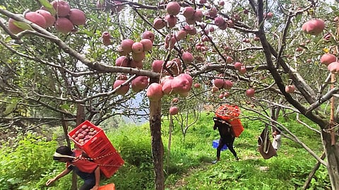 Himachal Pradesh:- “Climate change and the resultant warm winters have been seriously impacting our apple crop’s productivity and quality. Over the last two to three decades, production has gradually come down by about 30%.[101Reporters]