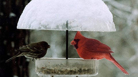 Is It Necessary to Feed Birds in the Winter: Essential Tips