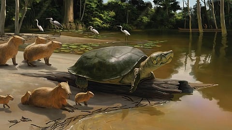 Newly discovered: An international research team led by Dr. Gabriel S. Ferreira from the Senckenberg Center for Human Evolution and Palaeoenvironment at the University of Tübingen has described a new species of giant turtle from the late Pleistocene.[AlphaGalileo]