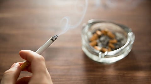cultivating tobacco Tobacco farming and curing | PMI cultivating tobacco Tobacco farming and curing | PMI