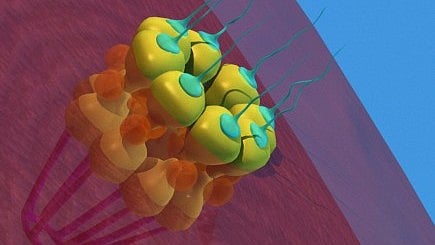 Complexes Regulates Development:- Nuclear pore complexes (NPCs) are channels composed of multiple proteins that ferry molecules in and out of the nucleus. [Newswise]