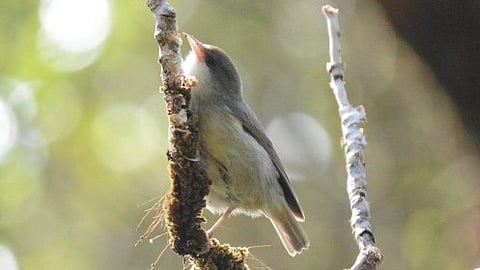 Traits of Extinct Birds: Looking to inform the conservation of critically endangered bird species [Newswise]