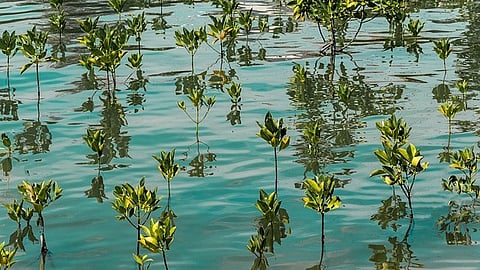 Maldives mangroves: Evidence that mangrove forests in the Maldives are “drowning” due to rising sea levels should act as a wake-up call for conservation efforts, researchers warn. [Pixabay]