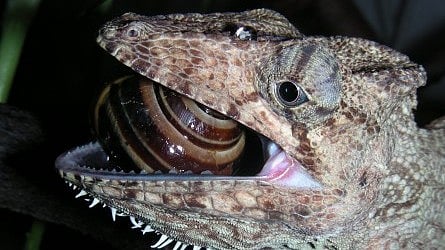 Lizards and Snakes: A groundbreaking University of Bristol study has shed light on how lizards and snakes -the most diverse group of land [Newswise]