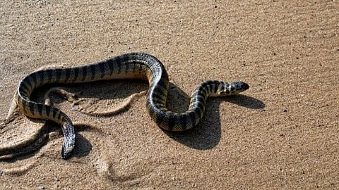 Evolutionary Losses: Nine species of sea snakes have now been identified as having regained the genetic requirements for advanced colour vision [Newswise]