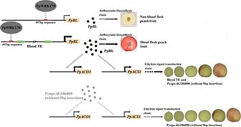 Genome to Harvest: Peaches, with their storied history in agriculture, have long challenged breeders seeking to improve their nutritional content and adaptability. [Newswise]