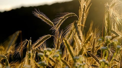 Viral Precision: The traditional process of crop genetic modification is often slow and fraught with challenges, from intricate regulatory requirements to significant financial and technical hurdles. [Pixabay]