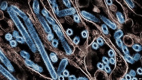New bird flu: U.S. President Joe Biden's outgoing administration announced Friday that it will allocate $306 million to bolster the nation's bird flu [VOA]
