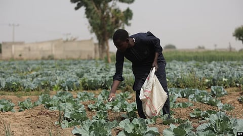 Uganda to shape 10-year food security: Africa's agriculture ministers are meeting in Uganda this week to discuss the best way to transform the continent's food production systems. [VOA]
