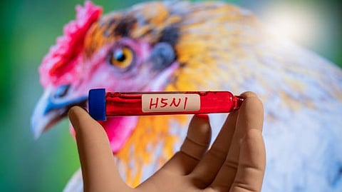 Health Infectious Disease: The H5N1 Avian influenza is decimating bird populations around the world. [Pixabay]