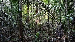 Rainforest Biodiversity: The challenge posed by organizers of the XPRIZE Rainforest competition to the international scientific community was formidable.[Newswise]