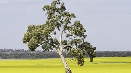 High Crop Yields: South Australian ecologists have provided irrevocable proof why native vegetation is critical for healthy crop yields [Newswise]