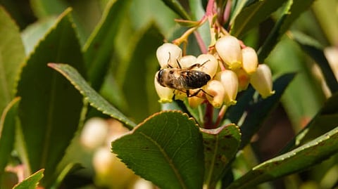 Higher Pollinator Diversity: Biodiversity is under threat worldwide. While the Intergovernmental Science-Policy Platform on Biodiversity and Ecosystem Services [Pixabay]
